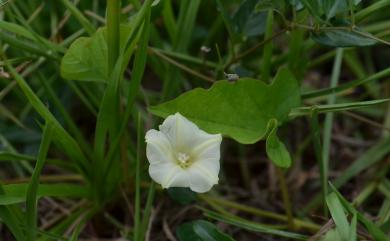 Hewittia malabarica (L.) Suresh 吊鐘藤