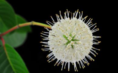 Cephalanthus tetrandrus 風箱樹