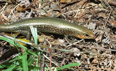 Plestiodon leucostictus (Hikida, 1988) 白斑石龍子