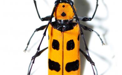 Rosalia formosa conviva Csiki, 1911 甲仙紅星天牛