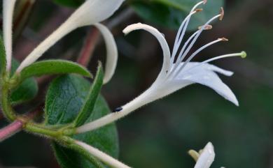 Lonicera japonica Thunb. 忍冬