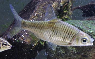 Hypsibarbus pierrei (Sauvage, 1880) 高體高鬚魚