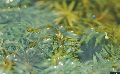 Hydrilla verticillata (L.f.) Royle 水王孫