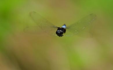 Orthetrum triangulare (Selys, 1878) 鼎脈蜻蜓