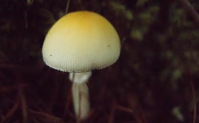 Amanita