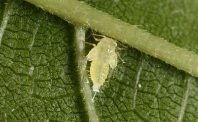 Paurocephala sauteri (Enderlein, 1914) 桑木蝨