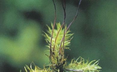 Trachypus humilis Lindb., 1872 小扭葉苔