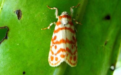 Nephelomilta pusilla (Wileman, 1910) 關仔嶺紅斑雪苔蛾