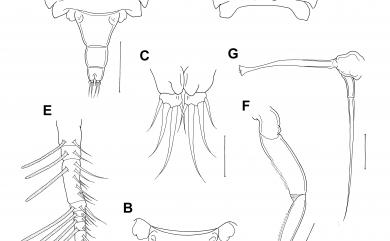 Cholomyzon tubastraeae Cheng, Dai & Chang, 2011 圓星萎肢珊虱