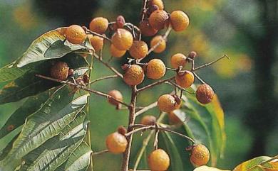 Sapindus mukorossi Gaertn. 無患子