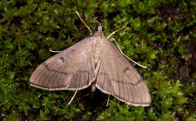 Bradina atopalis taiwanensis Yamanaka, 1984