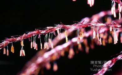 Miscanthus sinensis Andersson 芒