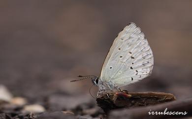 Celastrina oreas arisana (Matsumura, 1910) 大紫琉灰蝶