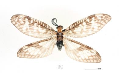 Neochauliodes meridionalis Weele, 1910 櫛角魚蛉