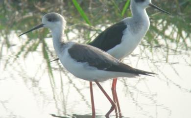 Himantopus himantopus (Linnaeus, 1758) 高蹺鴴