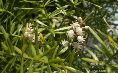 Asparagus cochinchinensis 天門冬