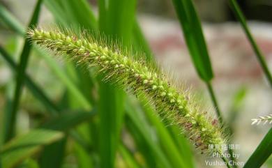 Setaria faberi 法氏狗尾草