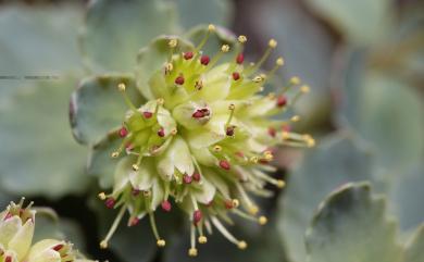 Hylotelephium subcapitatum (Hayata) H. Ohba 穗花八寶