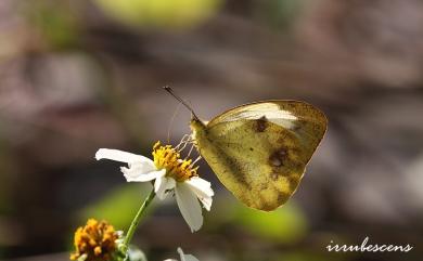 Ixias pyrene insignis Butler, 1879 異粉蝶