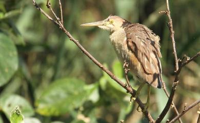 Ixobrychus sinensis (J. F. Gmelin, 1789) 黃小鷺