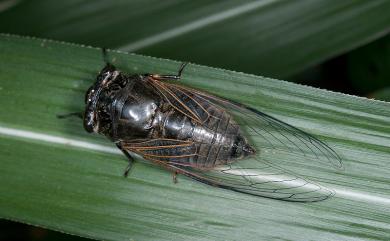 Cryptotympana atrata (Fabricius, 1775) 紅脈熊蟬