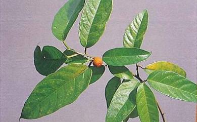 Ficus heteropleura Blume 尖尾長葉榕