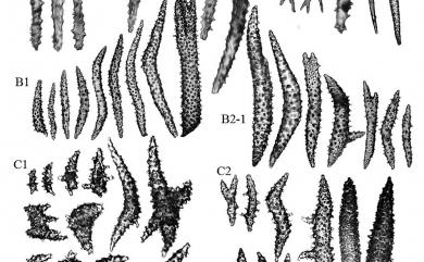 Dendronephthya pallida Henderson, 1909 蒼白棘穗軟珊瑚