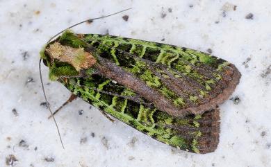 Anaplectoides fuscivirens Sugi, 1995 綠叉組夜蛾