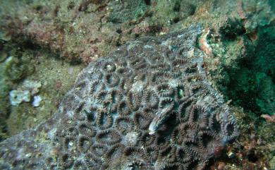 Dipsastraea pallida (Dana, 1846) 圈紋菊珊瑚