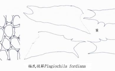 Plagiochila fordiana 福氏羽蘚