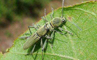 Chlorophorus probsti Holzschuh, 1989 蒲氏虎天牛