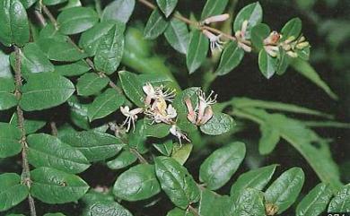 Lonicera apodantha 無梗忍冬