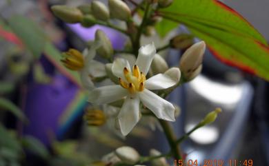 Nandina domestica Thunb. 南天竹