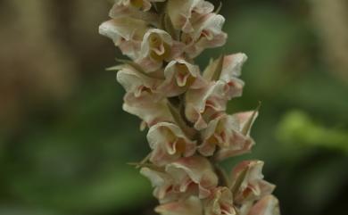 Goodyera foliosa (Lindl.) Benth. ex C.B.Clarke 厚唇斑葉蘭