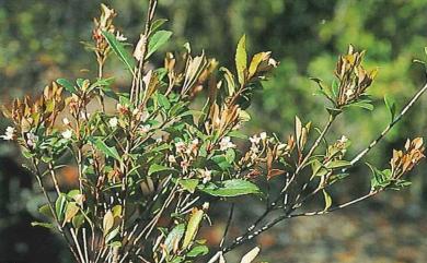 Rhaphiolepis indica var. tashiroi 石斑木