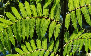 Sphaeropteris lepifera (J.Sm. ex Hook.) R.M.Tryon 筆筒樹