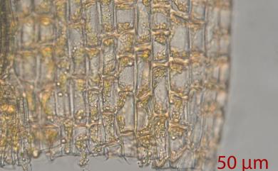 Coscinodon cribosus (Hedw.) Spruce, 1849 小孔篩齒苔