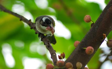 Pycnonotus sinensis formosae Hartert, 1910 白頭翁