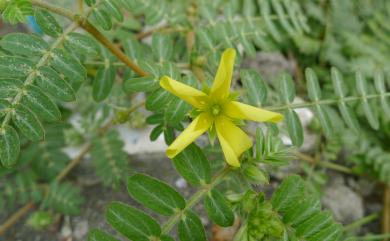 Tribulus taiwanense T.C.Huang & T.H.Hsieh 臺灣蒺藜