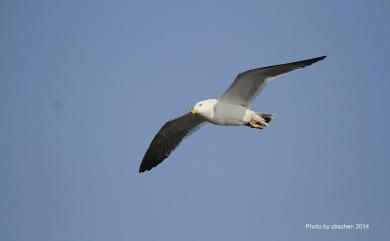 Larus crassirostris Vieillot, 1818 黑尾鷗