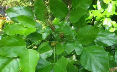 Pongamia pinnata (L.) Pierre 水黃皮