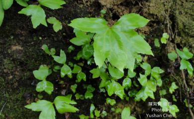 Dipteris conjugata Reinw. 雙扇蕨