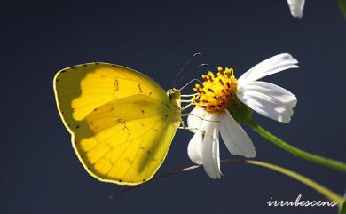 Eurema mandarina (de l’Orza, 1869) 北黃蝶