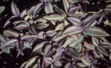 Tradescantia zebrina var. zebrina hort. ex Bosse 吊竹草