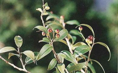 Vaccinium dunalianum var. caudatifolium (Hayata) H.L. Li 珍珠花