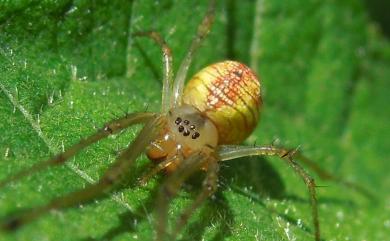 Tylorida striata (Thorell, 1877) 條紋高腹蛛