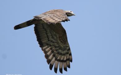 Pernis ptilorhynchus orientalis (Temminck, 1821) 東方蜂鷹