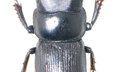 Dorcus reichei clypeatus Benesh, 1950 條背大鍬形蟲