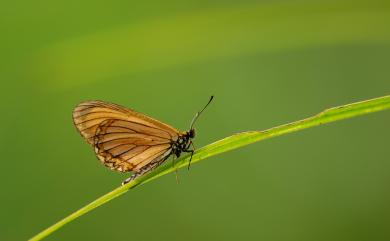 Acraea issoria formosana (Fruhstorfer, 1912) 苧麻珍蝶