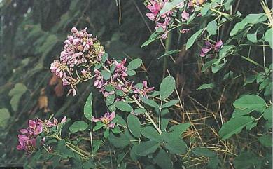 Lespedeza thunbergii subsp. formosa 毛胡枝子